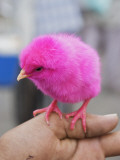 Buy Pink Dyed Chick for Sale at Friday Market at AllPosters.com