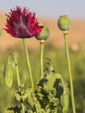 Poppy Field Between Daulitiar and Chakhcharan