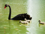 Black Swan (Cygnus Atratus) with Cygnets on a King's Park Lake