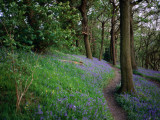Buy A Woodland Floor Carpeted with Bluebells-A Native Flower Unique to Britain at AllPosters.com