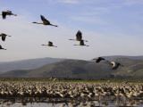 Cranes at Hula Lake, Upper Galilee