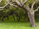 Buy Oak Trees at AllPosters.com