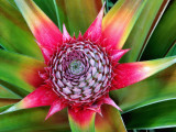 Buy Young Pineapple Plant in Golf Dulce Area at AllPosters.com