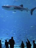 Large Whale Shark Swimming in Tank with People Below at Georgia Aquarium