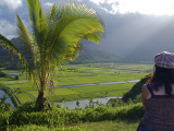 Buy Taro Fields and Hanalei River on the North Shore at AllPosters.com