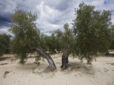 Olive Trees