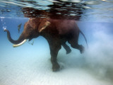 Elephant 'Rajes' Taking Swim in Sea