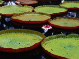 Buy Giant Victoria Regia Water Lillies at AllPosters.com