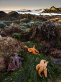 Buy Starfish at Carmel Point at Low Tide at AllPosters.com