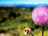 Buy Wildflower Near Bariloche, Neuquen at AllPosters.com