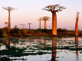Buy Baobab Trees (Adansonia Grandidieri Baobabs) Near Avenue Du Baobab at AllPosters.com