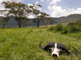 Cape Buffalo Skull and Hills of Ngorongoro Crater