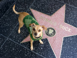 Little Dog Visiting Donald Duck's Star on Hollywood Walk of Fame