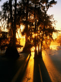 Bald Cypress Trees Silhouetted at Sunset at Lake Martin