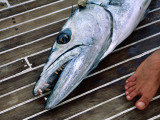 Buy Barracuda Fishing in the Red Sea Off Dahlak Kebir at AllPosters.com