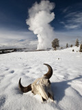 Buy Buffalo Skull and Old Faithful Geyser at AllPosters.com