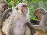 Buy Macaques Monkeys (Rhesus Macaques) Grooming, Dhikala at AllPosters.com