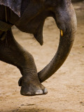 Elephant Forming Heart with His Trunk and Leg at Maesa Elephant Camp