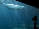 Buy Boy Watching Beluga Whale at Vancouver Aquarium at AllPosters.com