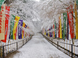 Colourful Japanese Style Flags Along Walkway Leading to Daigoji Temple Complex after Snowfall