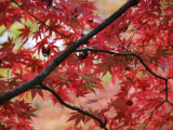 Maple Tree in Autumn Colours, Arishiyama District