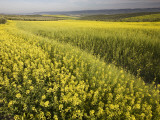 Rape Crop Flowers in Springtime in Northwestern Jaen Province