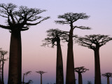 Buy Baobab Trees (Adansonia Grandidieri Baobabs) Near Avenue Du Baobab at AllPosters.com