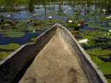 Buy Mokoro, Traditional Dugout Canoe, Among Lilies on Delta at AllPosters.com