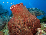 Potato Cod