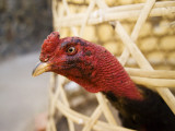 Chicken Sticking its Head Out of Basket