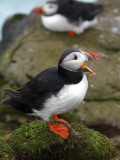 Two Puffins on Bird Cliffs of Snaefellsnes Peninsula