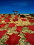 Drying of Coloured Hides in Fes after the Tanning Proces