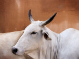 Sacred Cows
