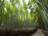 Path Leading Through Bamboo Forest Near Nonomiya-Jinja Shrine