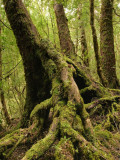 Buy Mossy Roots of Myrtle Beech Tree, Mt Dundas at AllPosters.com