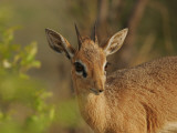 Dik-Dik
