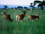 A Herd of Endemic and Endangered Swayne's Hartebeest