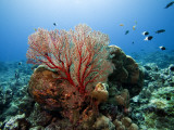 Underwater Reef