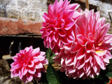Dahlia Flowers on Monastery Wall