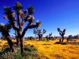 Buy Joshua Trees and Spring Wildflowers Near Mojave at AllPosters.com