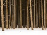 Buy Trees in Winter at AllPosters.com