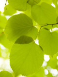 Leaves of Linden Tree, Botanic Gardens