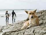 Buy Dog Resting and Surfers Walking Along Beach at Anchor Point at AllPosters.com