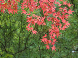 Contrasting Autumn Leaves, Arishiyama District Photographic Print
