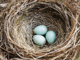 Nest and Eggs of Common Blackbird (Turdus Merula)