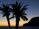 Silhouetted Palms and Sea at Dusk