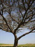 Acacia Raddiana Tree by Besor Scenic Road