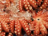 Octopus for Sale at the Tsukiji Central Fish Market