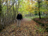 Autumn Stroll in a Home Counties Wood, North Downs