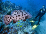 Fish on Reef
